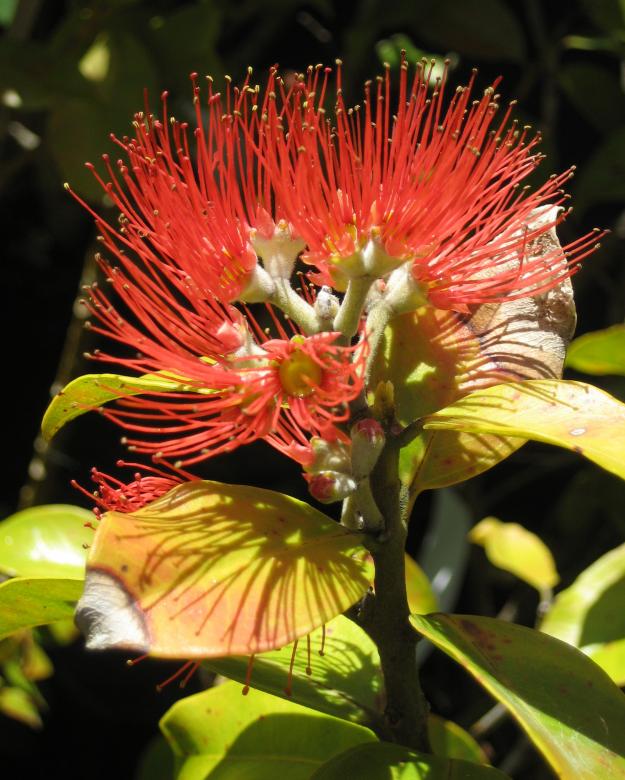 Free stock image of Springfire created by Pixabay