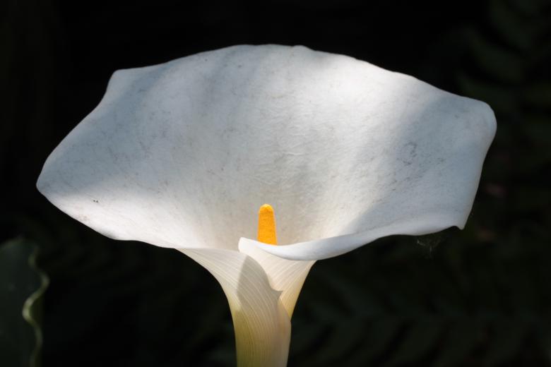 Free stock image of Yellow Spadix created by Pixabay