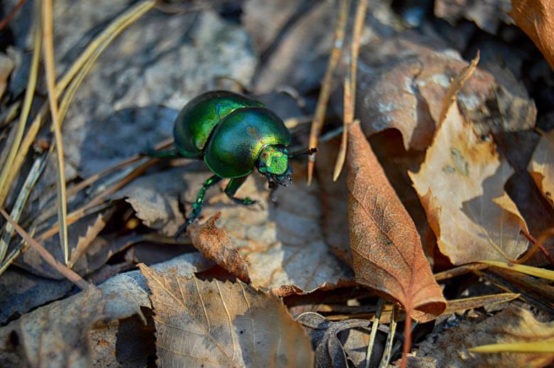 Free stock image of Green dor-beetle on fallen leaves created by Ivan Shidlovski