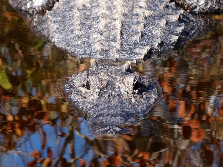 Free stock image of Alligator in the River created by Pixabay