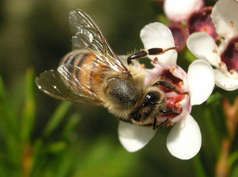 Free stock image of Bee in the Garden created by Pixabay