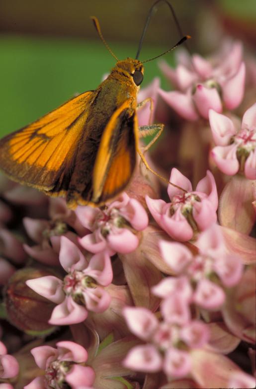 Free stock image of Butterfly in the Garden created by Pixabay