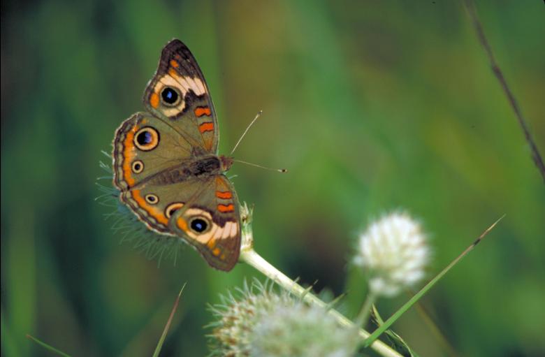 Free stock image of Butterfly in the Garden created by Pixabay