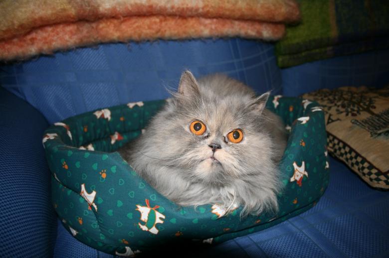 Free stock image of Pet Cat created by Pixabay