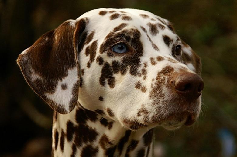 Free stock image of Dalmatian created by Pixabay