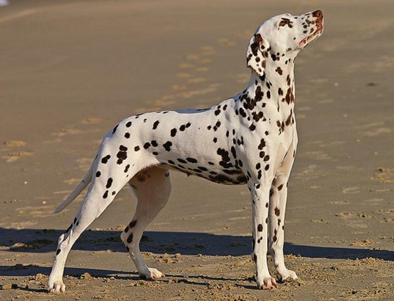 Free stock image of Dalmatian created by Pixabay