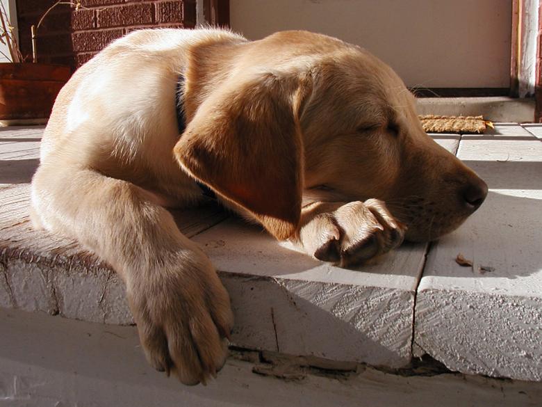 Free stock image of Sleeping Dog created by Pixabay