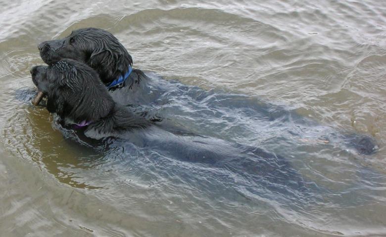 Free stock image of Dogs in the Water created by Pixabay