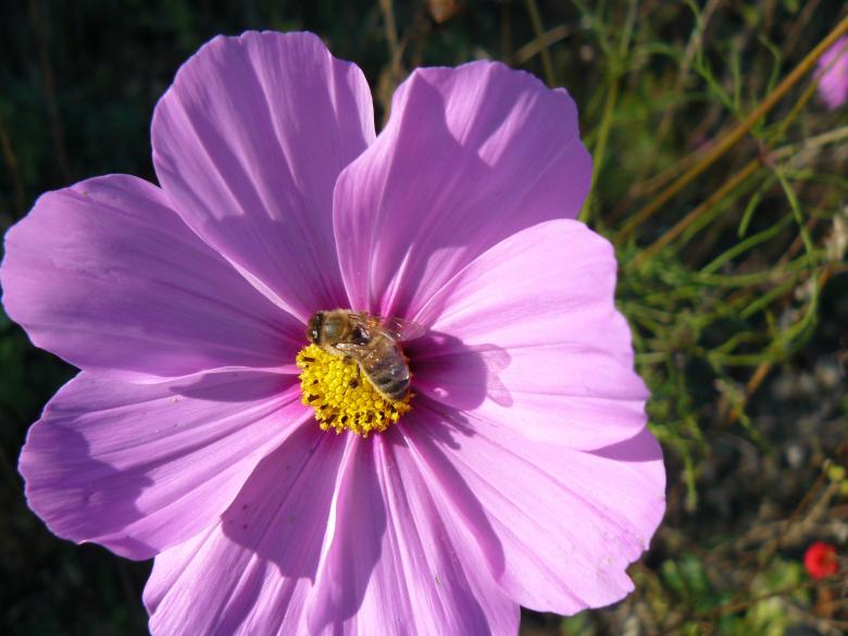Free stock image of Purple Flower created by Pixabay
