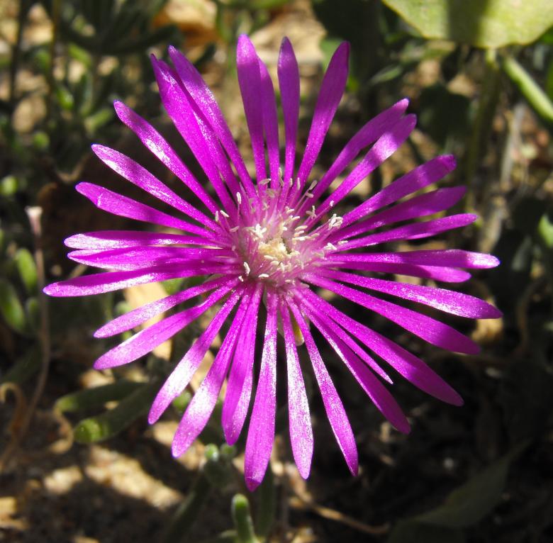 Free stock image of Purple Flower created by Pixabay