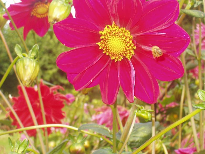 Free stock image of Blossom created by Pixabay