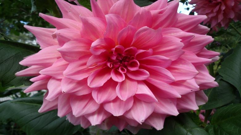 Free stock image of Pink Fresh Flower created by Pixabay