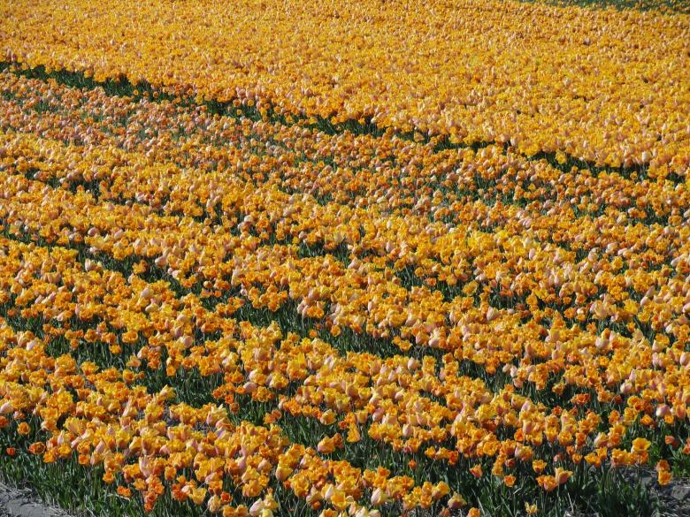 Free stock image of Flower Field created by Pixabay