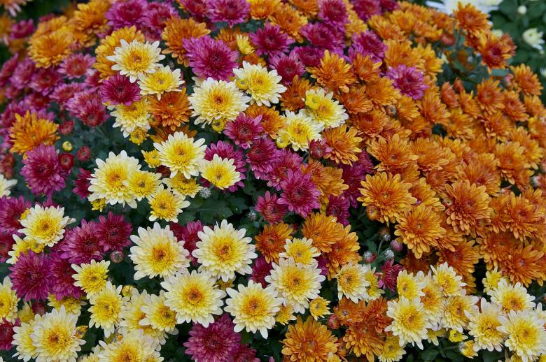 Free stock image of Garden created by Pixabay