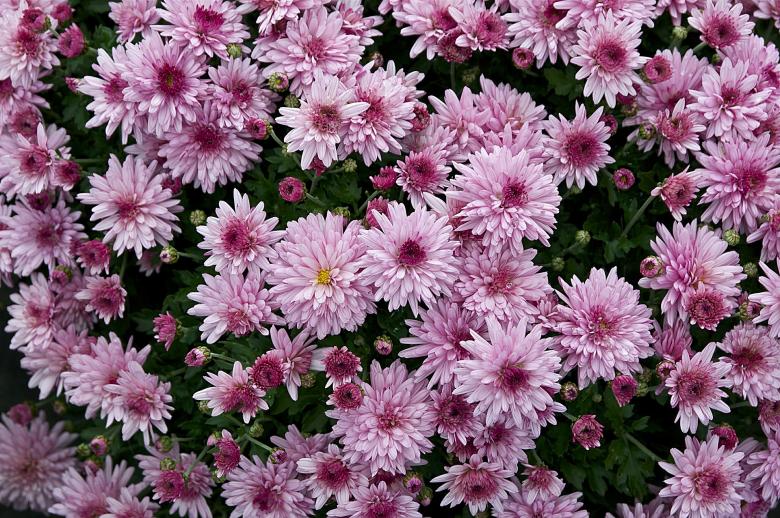 Free stock image of Fresh Flowers created by Pixabay