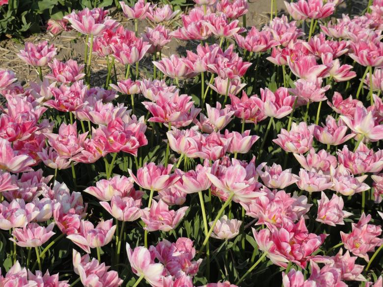 Free stock image of Pink Flowers created by Pixabay