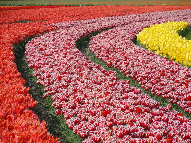 Free stock image of Blooming created by Pixabay