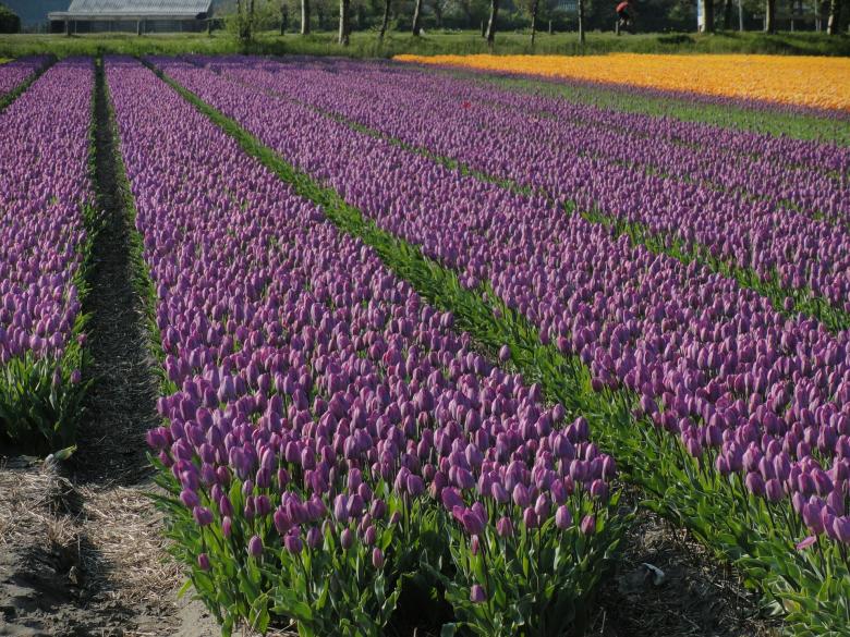 Free stock image of Purple Flowers created by Pixabay