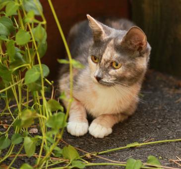 Free Stock Photo of Pet Cat