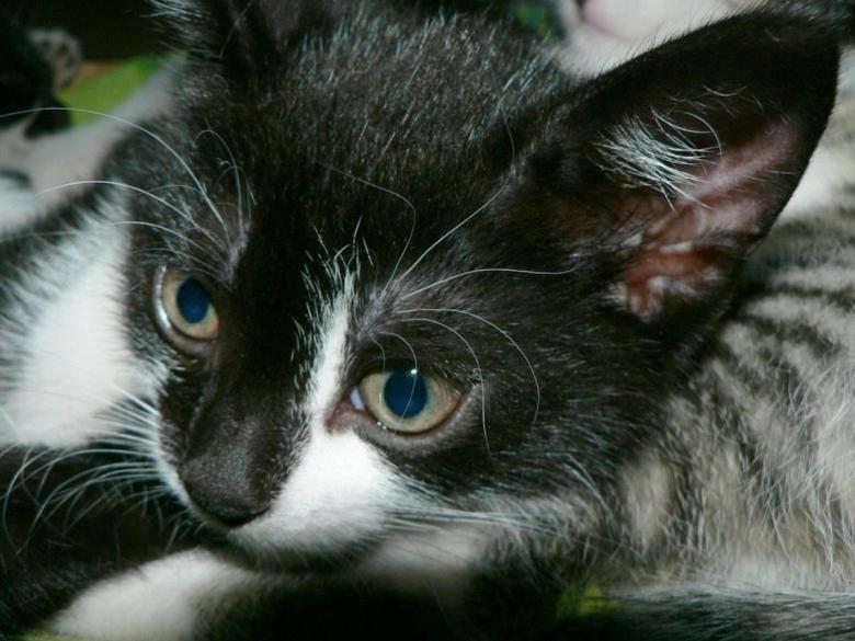 Free stock image of Kitten created by Pixabay