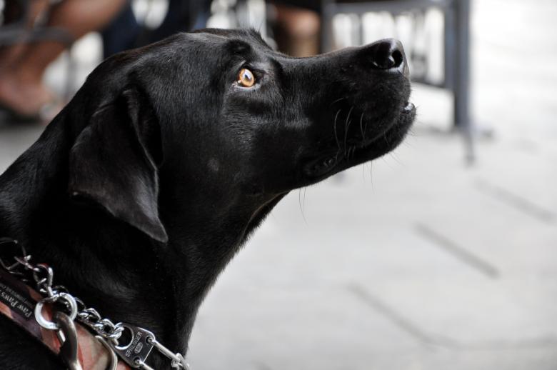 Free stock image of Labrador created by Pixabay