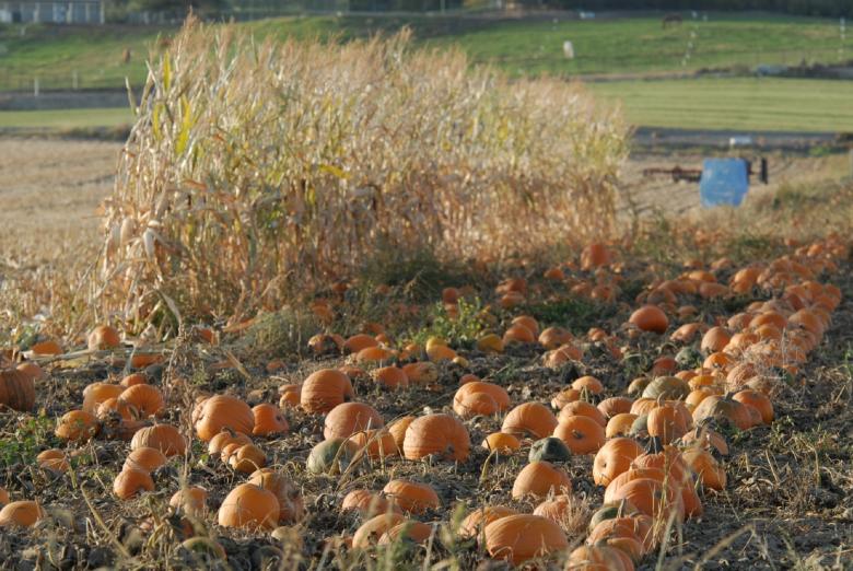Free stock image of Pumpkin Patch created by Pixabay