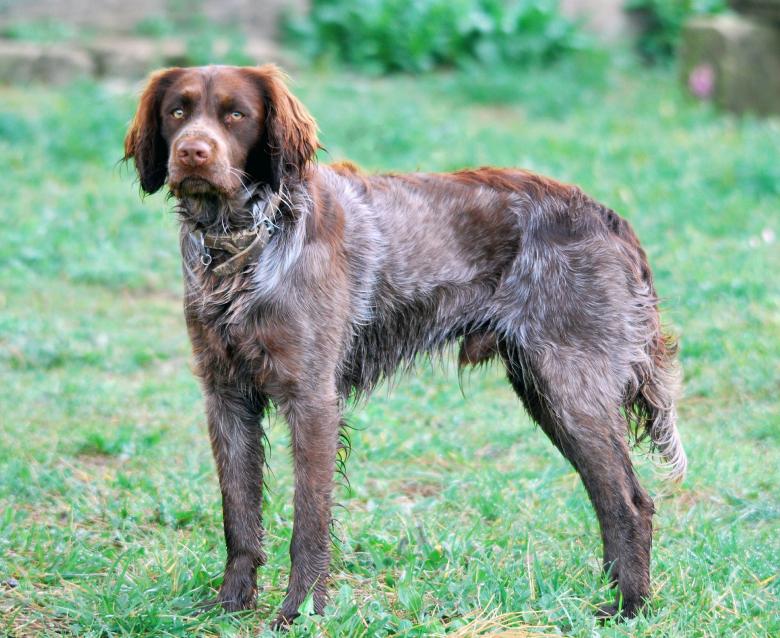 Free stock image of Spaniel created by Pixabay