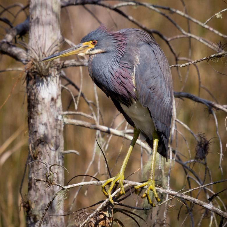 Free stock image of Tri-Colored Heron created by Pixabay
