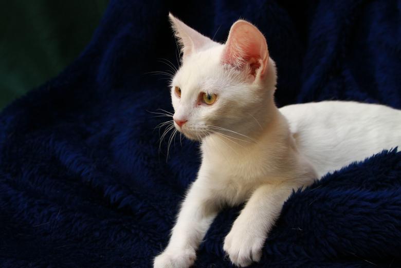 Free stock image of White Kitten created by Pixabay