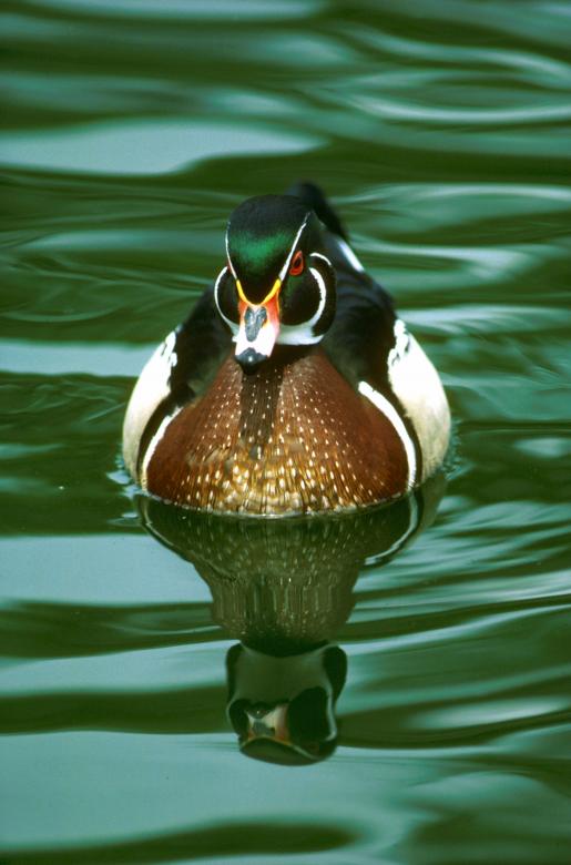 Free stock image of Duck in the Lake created by Pixabay