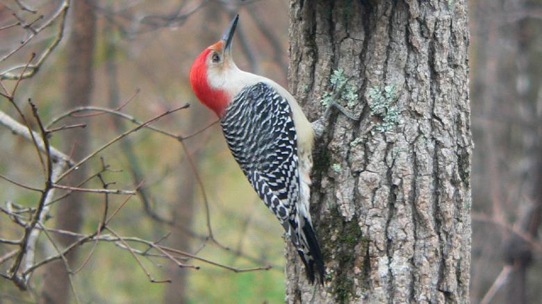 Free stock image of Woodpecker created by Pixabay
