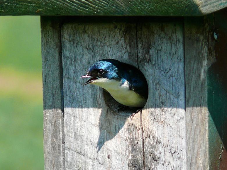 Free stock image of Bird House created by Pixabay