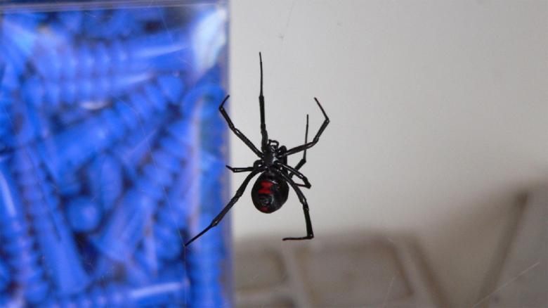 Free stock image of Black Widow created by Pixabay