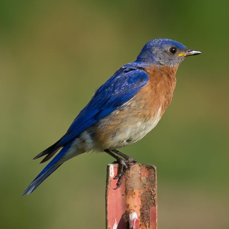 Free stock image of Bluebird created by Pixabay