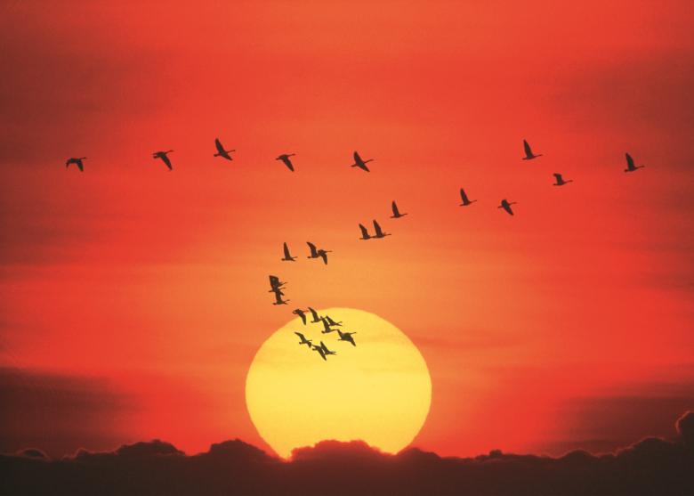 Free stock image of Canadian Geese created by Pixabay