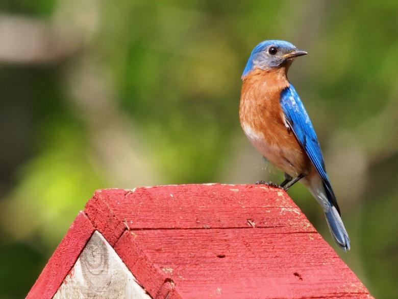 Free stock image of Eastern Bluebird created by Pixabay