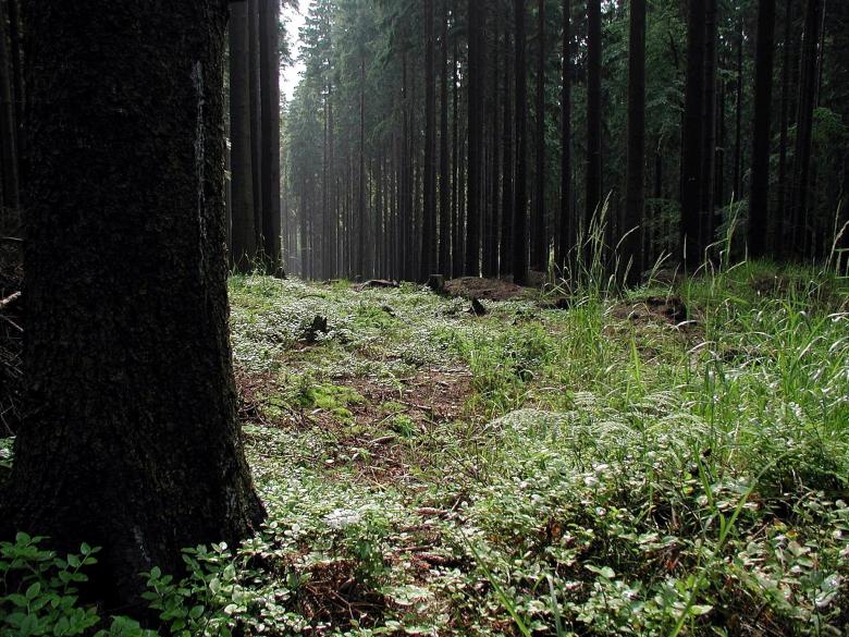 Free stock image of Into the Wild created by Pixabay