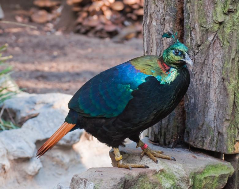 Free stock image of Himalayan Monal created by Pixabay