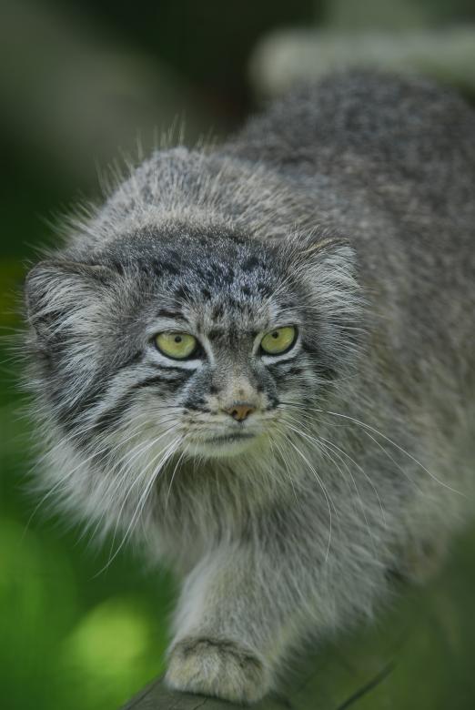 Free stock image of Pallas Cat created by Pixabay