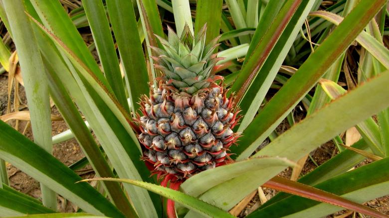 Free stock image of Pineapple created by Pixabay