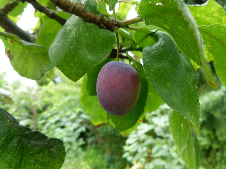 Free stock image of Plum created by Pixabay