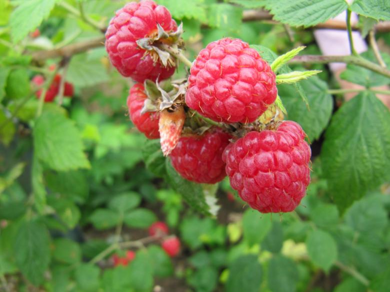 Free stock image of Fresh Raspberries created by Pixabay