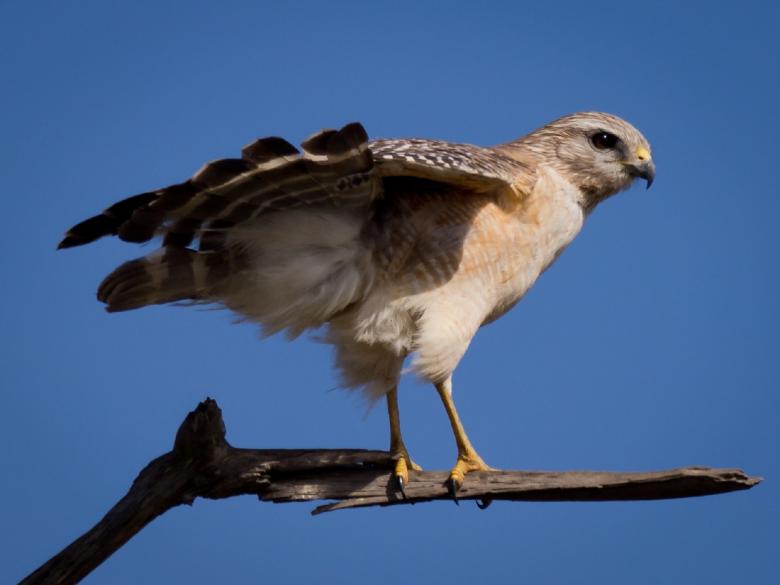 Free stock image of Red Shouldered Hawk created by Pixabay