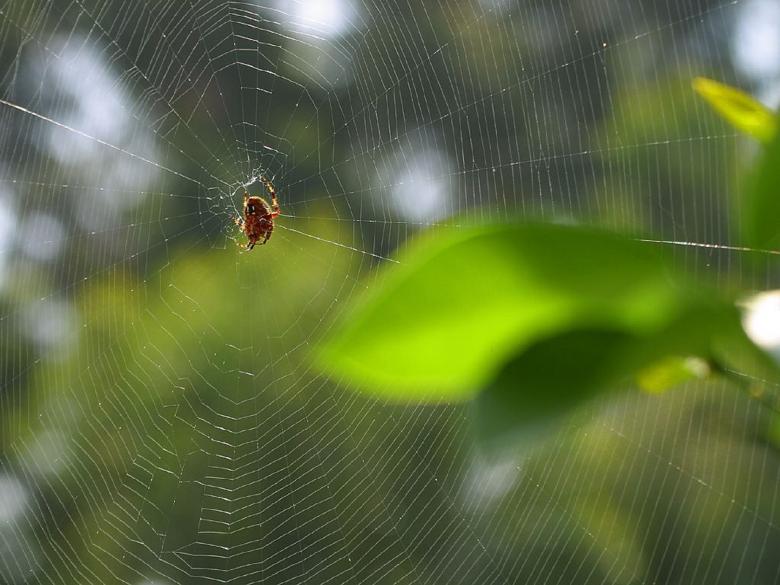 Free stock image of Spider Web created by Pixabay