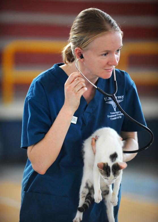 Free stock image of Veterinarian created by Pixabay