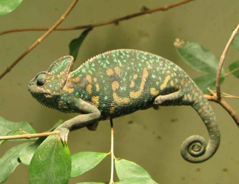 Free stock image of Green Chameleon created by Pixabay