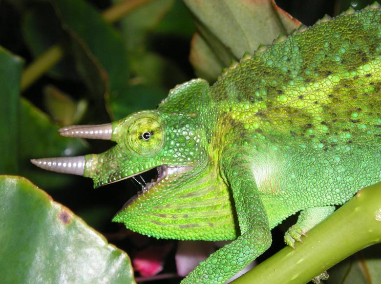 Free stock image of Green Chameleon created by Pixabay