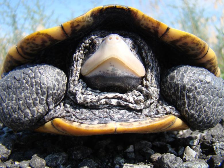 Free stock image of Diamondback Terrapin created by Pixabay