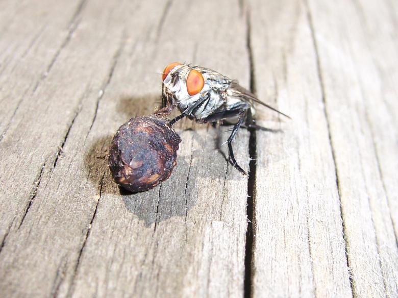 Free stock image of Fly Searching for Food created by Pixabay
