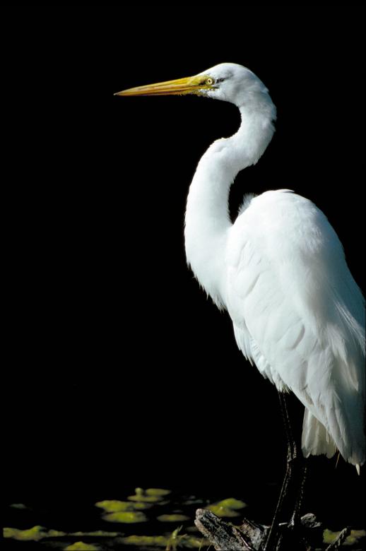 Free stock image of Great Egret created by Pixabay